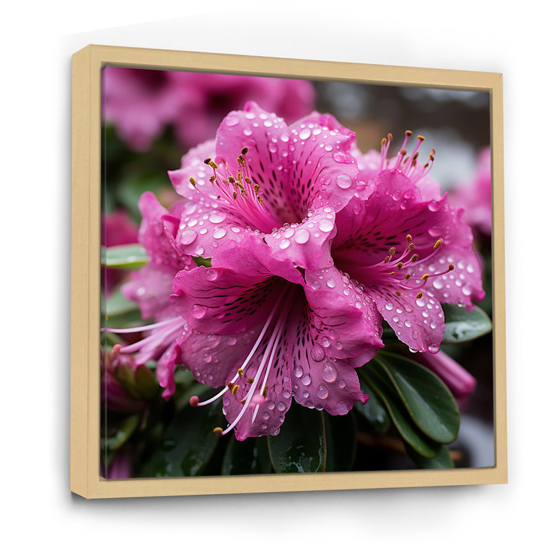 Beauté des rhododendrons mauves - art mural rhododendron, Cadre flottant brun, H 36 po x l 36 po x P 1,5 po