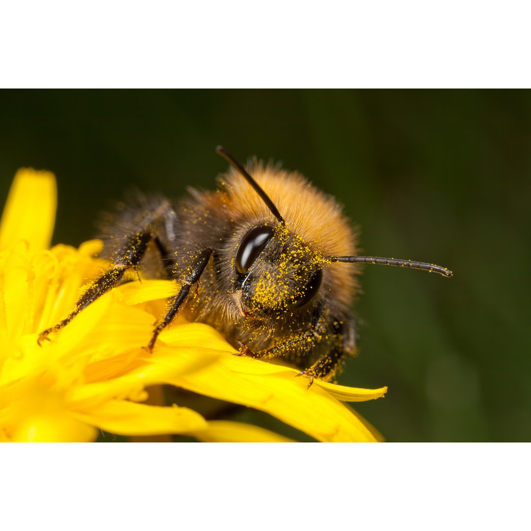 Bombus Hypnorum - Fotografie auf Leinwand