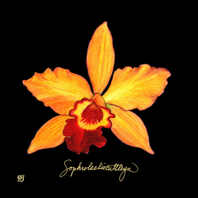 Orchidée vive VI
