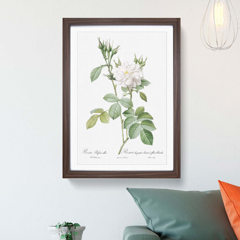 Autumn Damask Rose by Pierre-Joseph Redoute - Single Picture Frame Painting, Walnut Framed, 33cm H x 24cm W x 2cm D