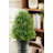 Rosemary Topiary In Pot