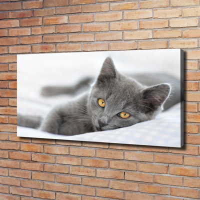 Grey Cat - No Frame Print on Canvas