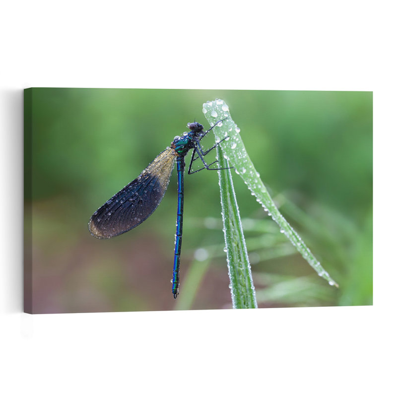 Morning Dew Damselfly Delicate Dragonfly Nature Wildlife Wall Art Print 1 Piece Wrapped Canvas Wall Art