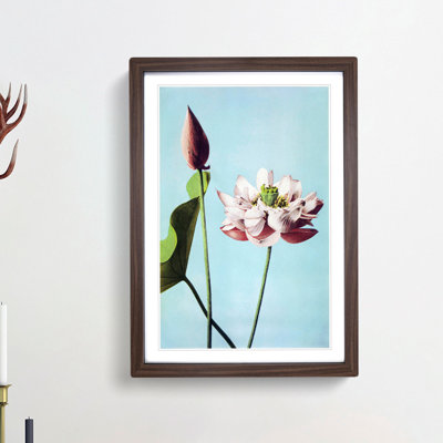 Pink Lotus Flowers by Ogawa Kazumasa - Picture Frame Graphic Art Print