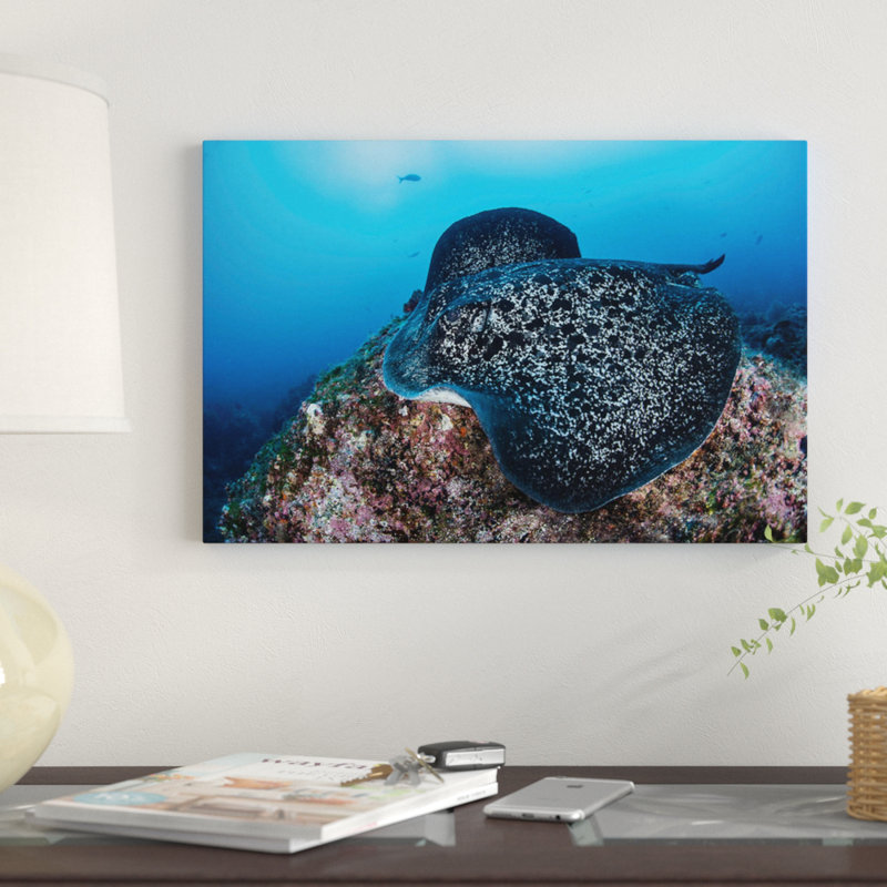 " A Large Black-Blotched Stingray Swims Over The Rocky Seafloor " by Ethan Daniels, 12" H x 18" W x 1.5" D, Wrapped Canvas