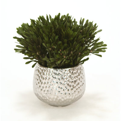 Plante à feuillage de bureau Oasis Platys