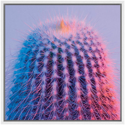 Succulents " Pink Blue Spinosissima Cactus Floral Plants Photography Southwest Closeup Colorful Ultra "
