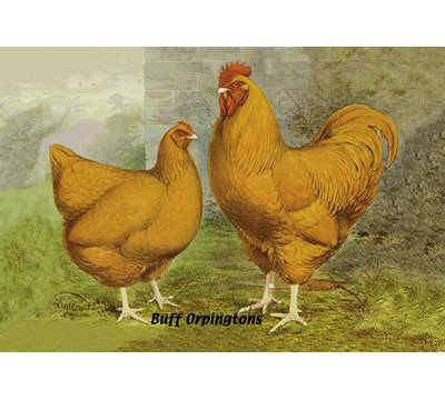 « lustre orpingtons », impression