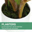 210cm Plant