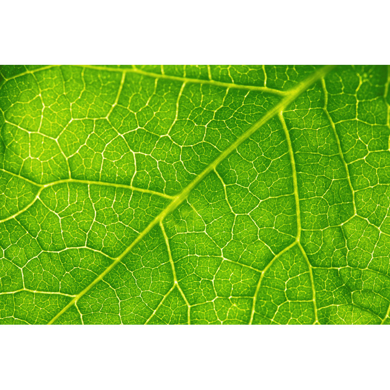 Green Leaf Background - Wrapped Canvas Print, 81cm H x 122cm W