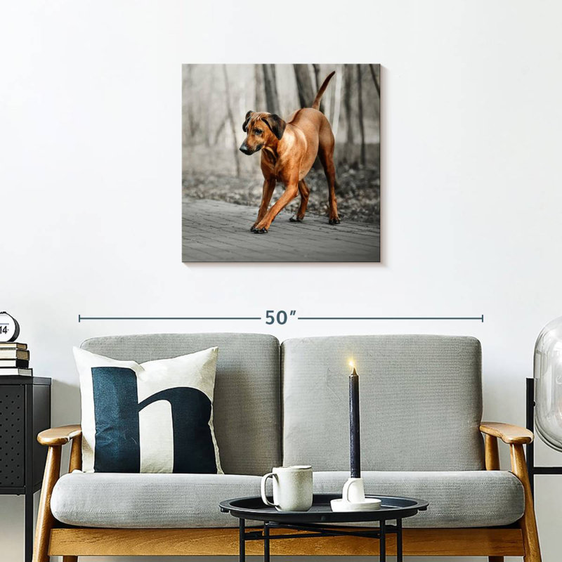 Brampt Rhodesian Ridgeback Puppy, 24" H x 24" W