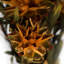 Plumosum Arrangement-94734888