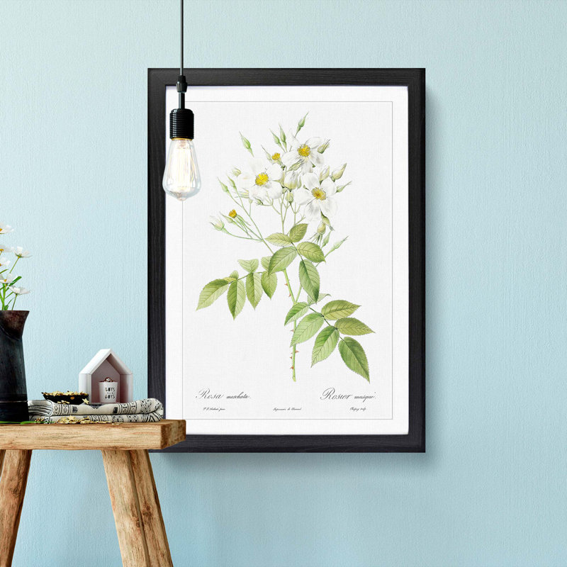 Musk Roses in White by Pierre-Joseph Redoute - Picture Frame Painting Print, Black Framed, 65cm H x 48cm W x 2cm D