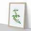 Jasmine Flowers by Pierre-Joseph Redoute - Picture Frame Graphic Art Print-55610110-55610111