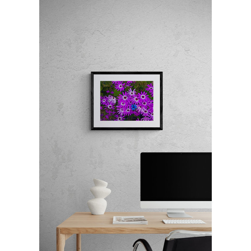 " Purple Daisies " by Tom Kostes