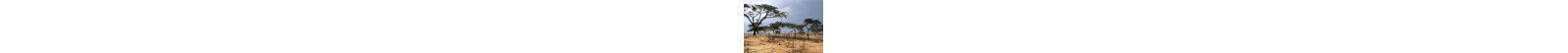 Rwanda Trees by Mcmahant - Wrapped Canvas Print-1325215975