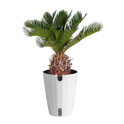 Palm Plant in Planter