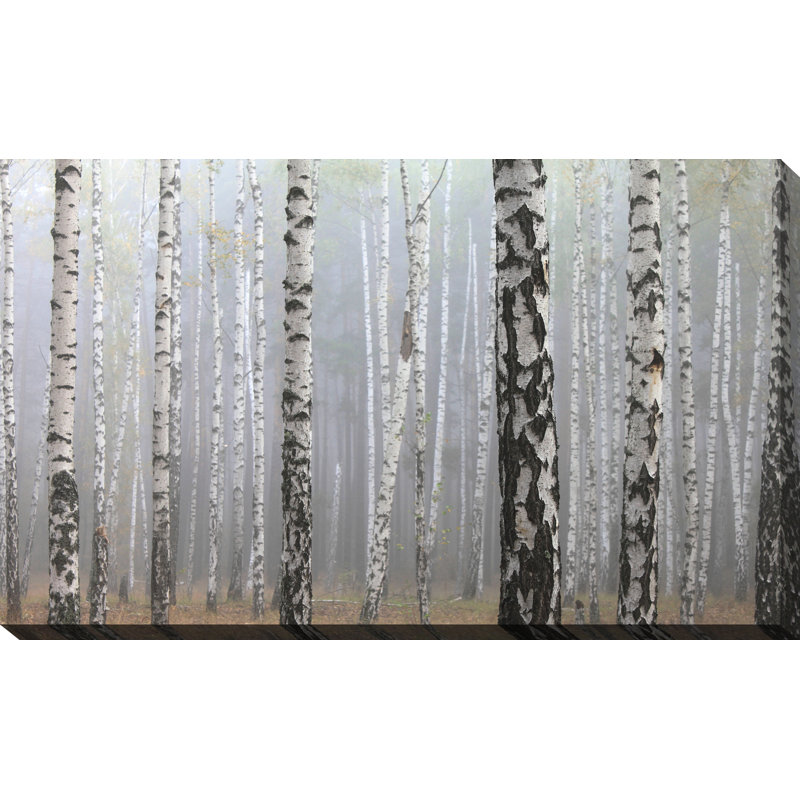 « birchinging environ iii », impression sur toile tendue, H 36 po x l 60 po x P 1,5 po