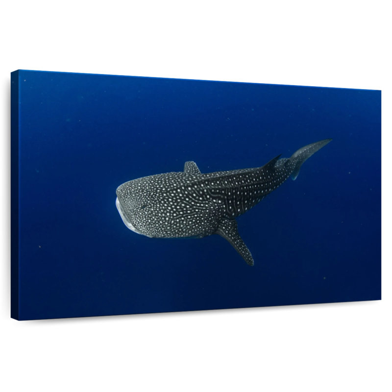 Brampt Whale Shark In Deep Blue Water, 8" H x 12" W