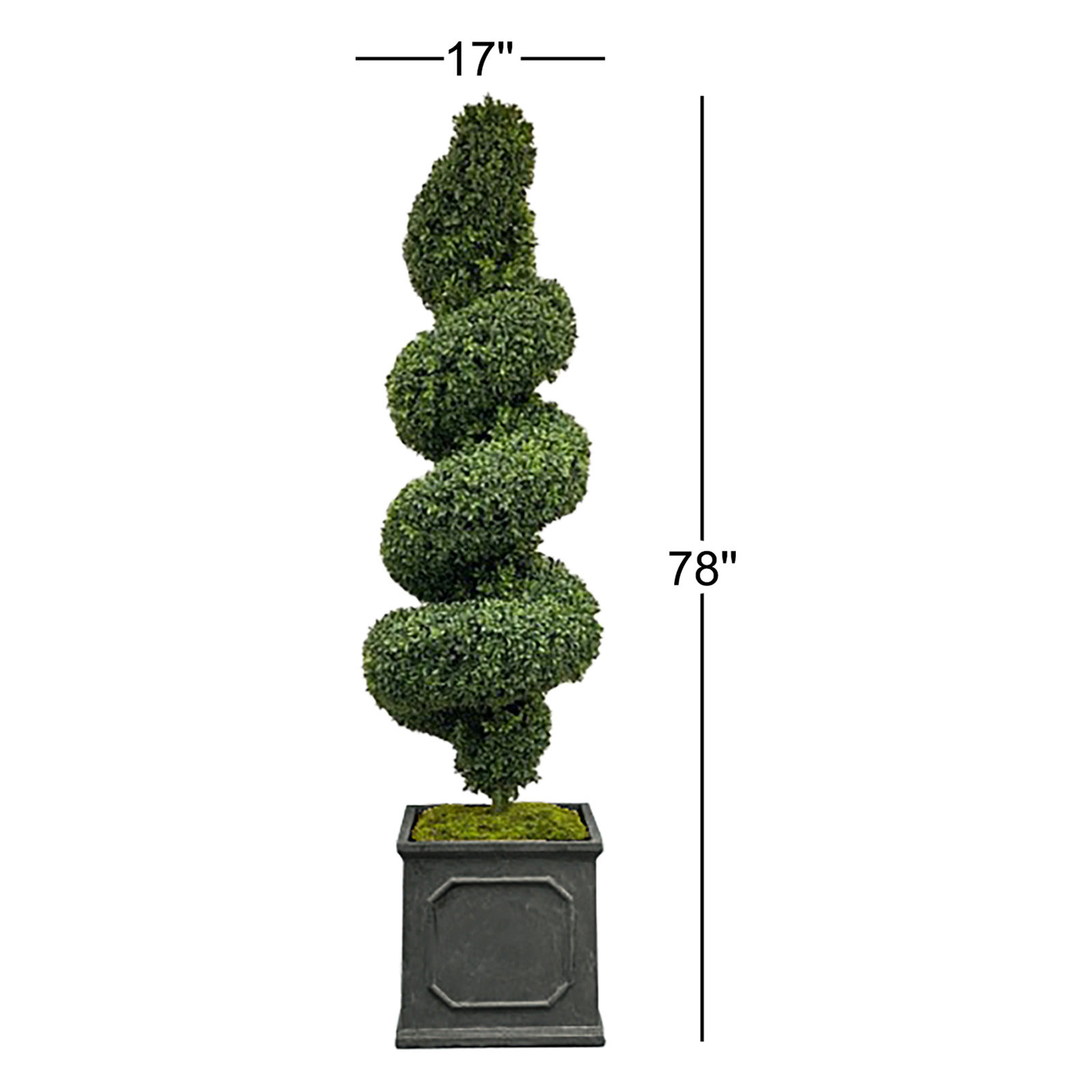 78" Boxwood Topiary in Planter