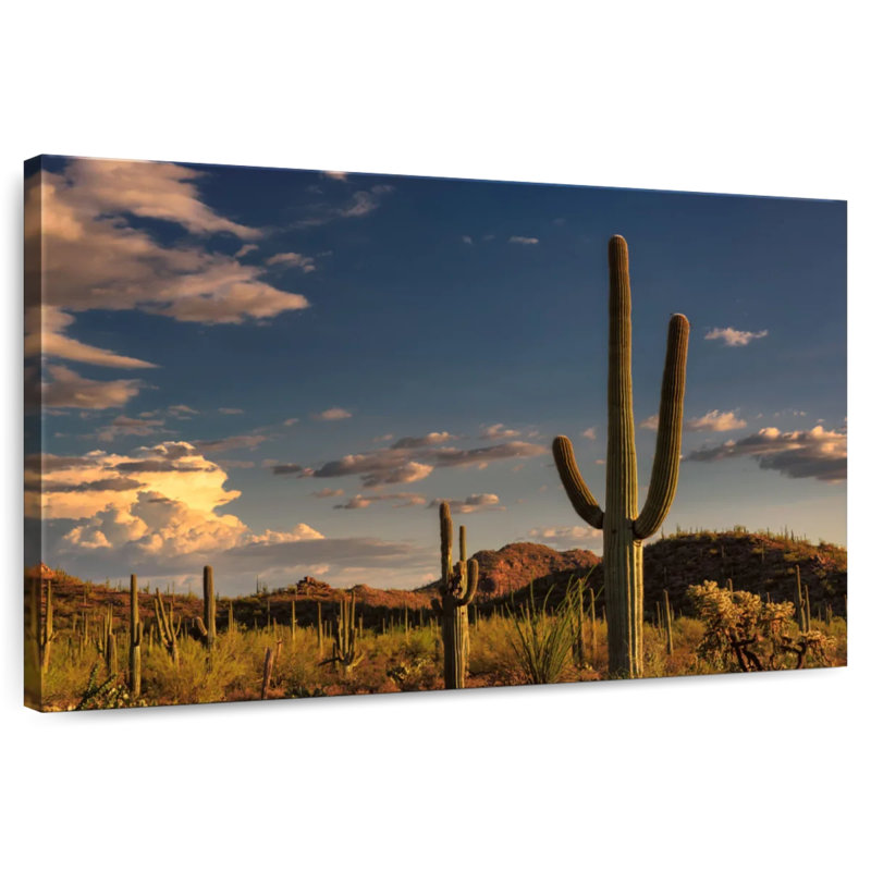 Cactus Harnek Tucson, H 16 po x l 24 po