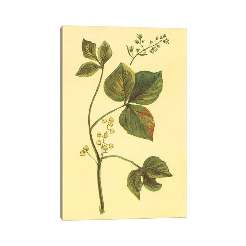 Poison Ivy And Poison Oak - Wrapped Canvas Print, 66.04 cm H x 45.72 cm W x 1.91 cm D