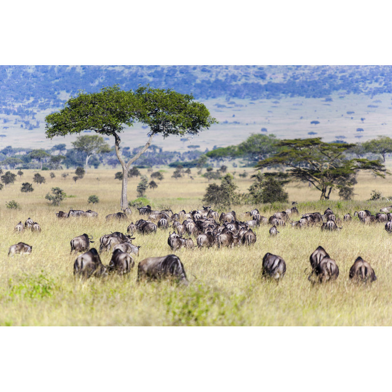 Bushgrove Wildebeests At Great Migration - Wrapped Canvas Print, 30cm H x 46cm W 3.8cm D