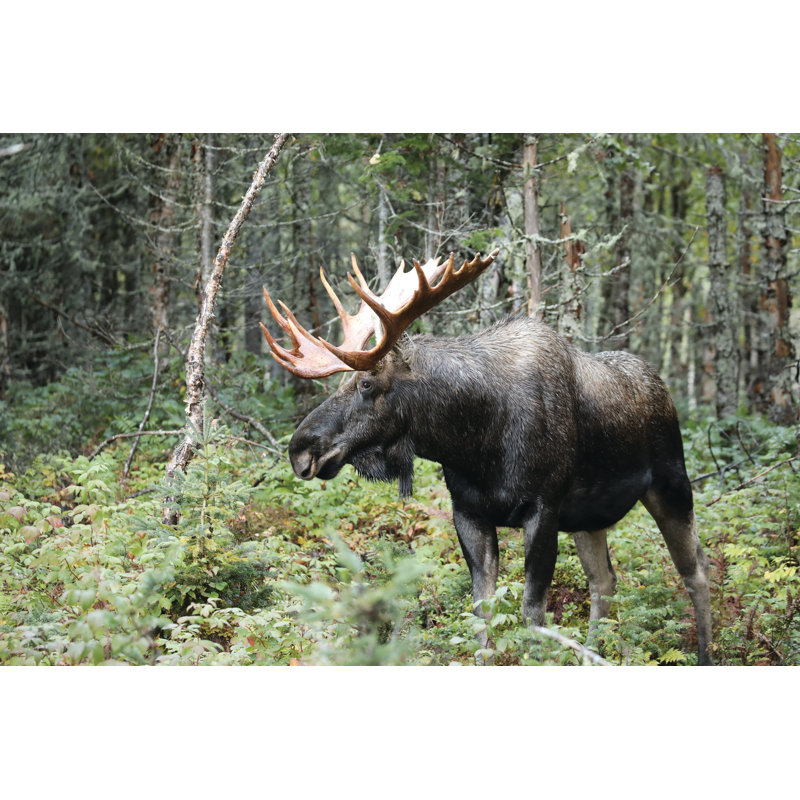 Tapis Moose