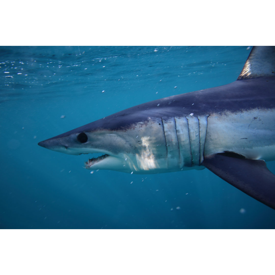 Shortfin Mako Shark by Alessandro De Maddalena - Wrapped Canvas Print