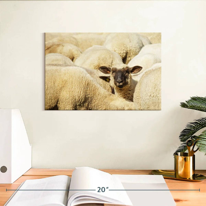 Mouton Brampt, H 8 po x l 12 po