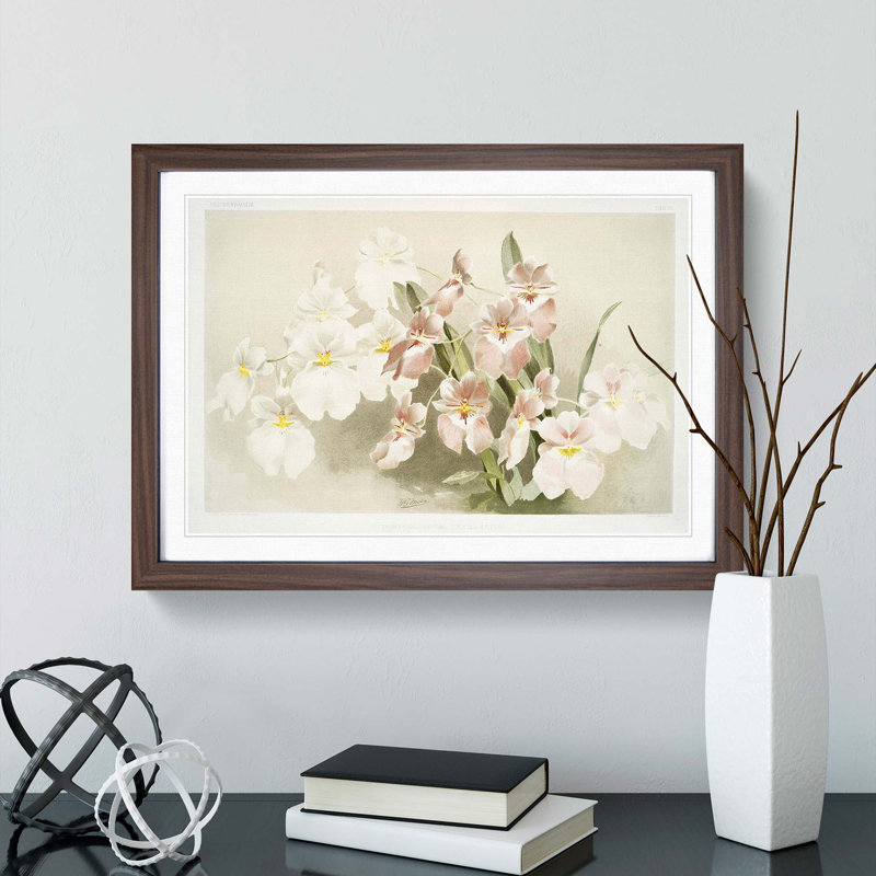 Magnolia Flowers Illustration Tab. 29 by Frederick Sander - Framed Print, Walnut Framed, 48cm H x 65cm W x 2cm D