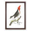 Crested Cardinal Bird by George Shaw - Framed Print-55621352-55621353