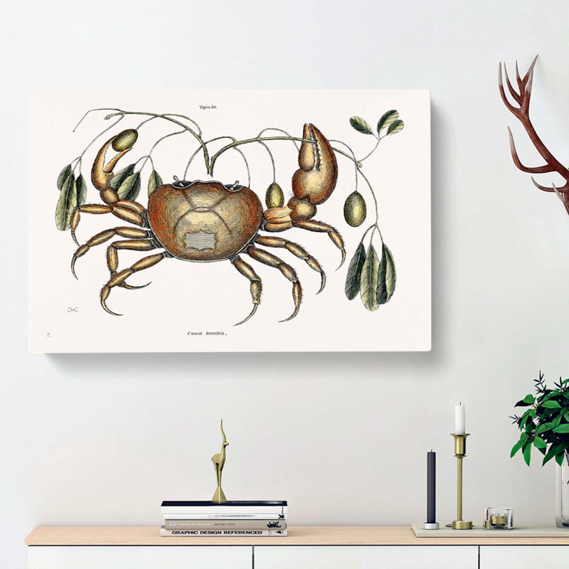 Land Crab by Mark Catesby - Wrapped Canvas Graphic Art Print, 60cm H x 91cm W x 3cm D