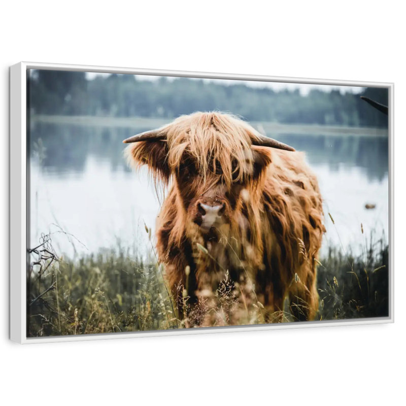 Vache Lakeside Highland, Cadre flottant blanc, 13 po x 9 po