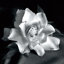 "Gardenia" par Debra VanS vêtementsingen, photographie de fleur sur toile tendue-1731950402-1665954837-1635099185