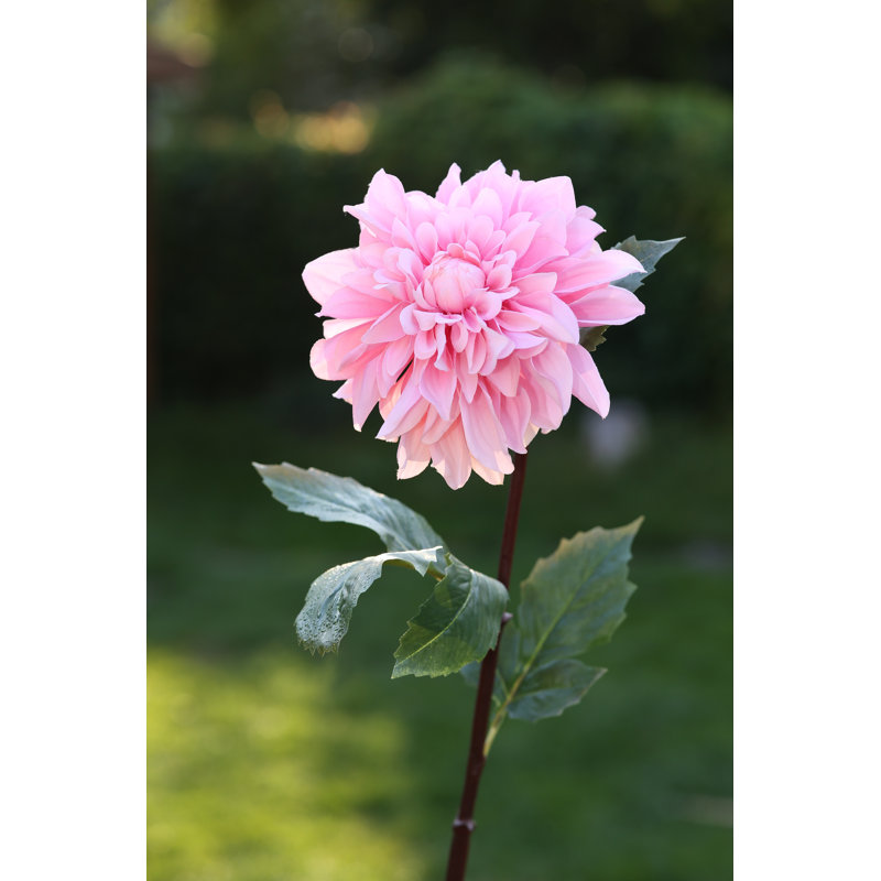 Dahlia, Light Pink