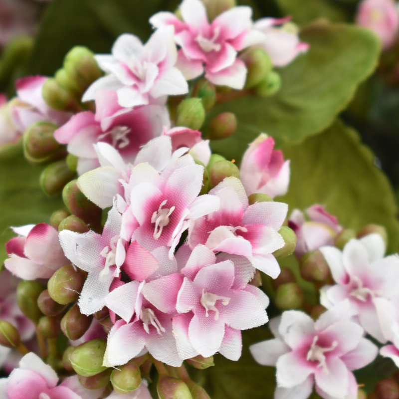 Kalanchoe Arrangement in Fiberstone Pot, Pink/White