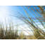 Grasses 3324 Print by Petra Trimmel-65790294-132432851