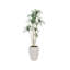 Arbre à dragon Dracaena de 89,5 po Roera