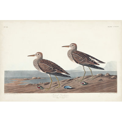 Pl. 294 Bécasseau pectorale