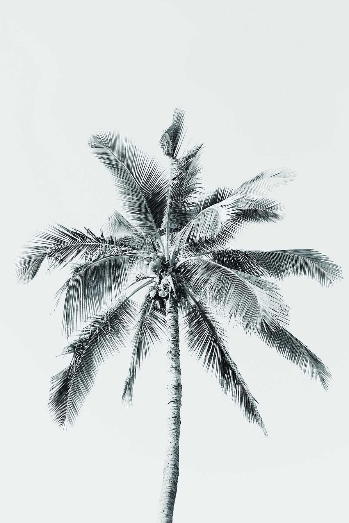 Black and white sketch of a palm tree on Craiyon