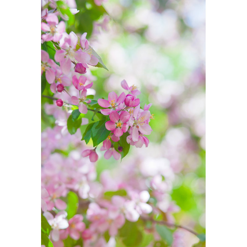Fleurs délicates de fleurs de cerisier au soleil sur le ciel bleu - Photographie sur toile tendue, H 18 po x l 12 po