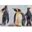 Acrylic Painting Circle Of Penguins