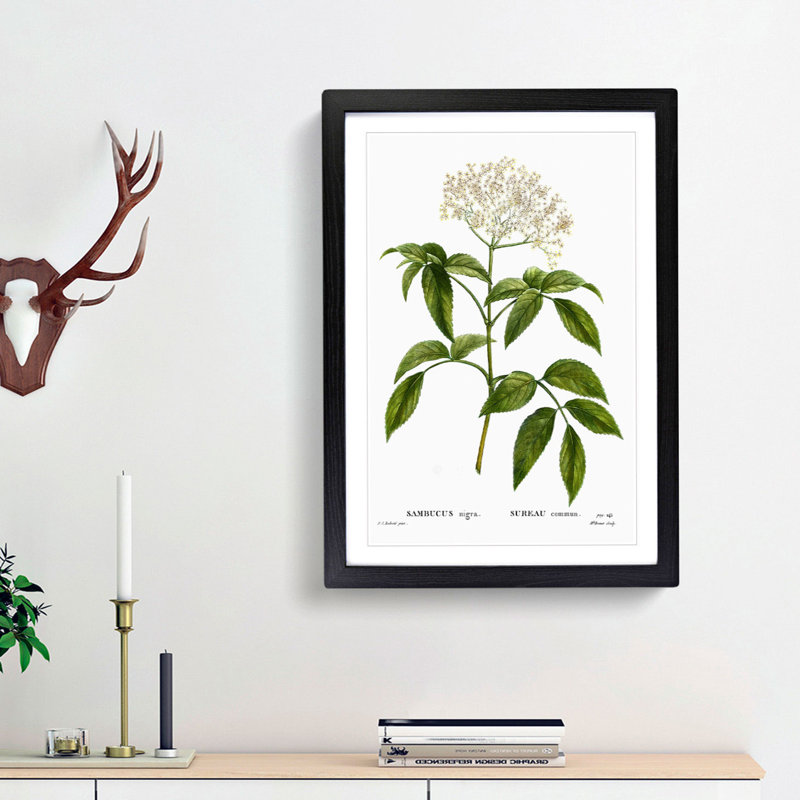 Elderflower Tree by Pierre-Joseph Redoute - Picture Frame Painting Print, Black Framed, 48cm H x 36cm W x 2cm D