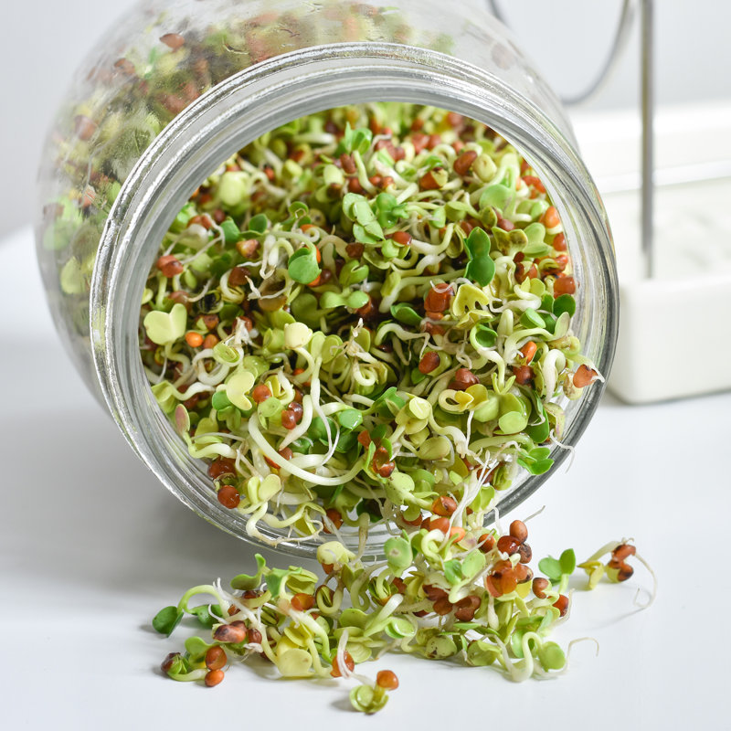 Geo Sprouting Jar System with Stainless Steel Rack and Ceramic Base Plate
