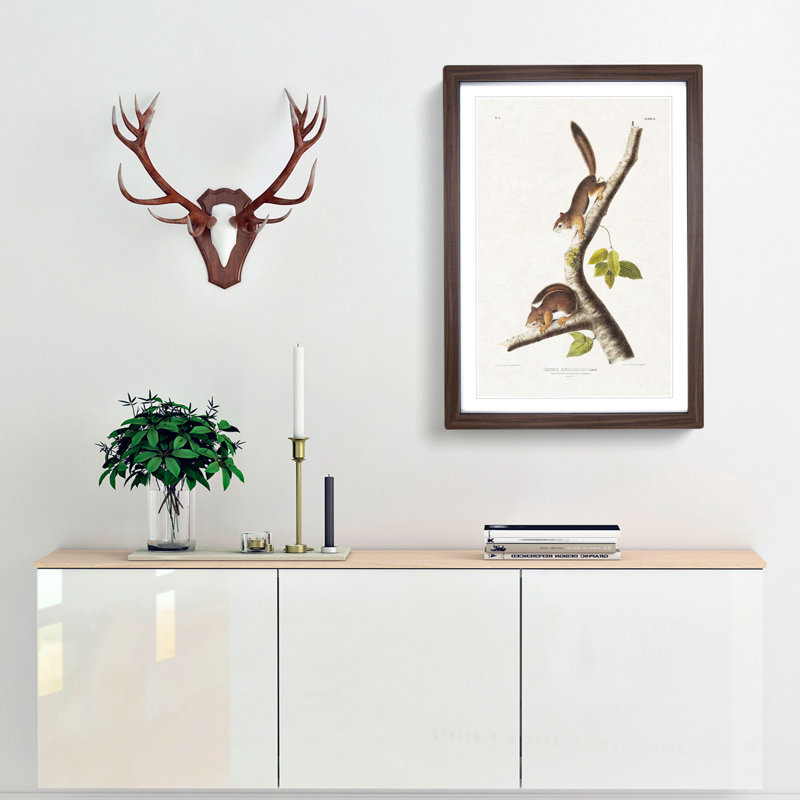 Columbian Squirrels by J.W. Audubon - Picture Frame Painting, Walnut Framed, 48cm H x 36cm W x 2cm D