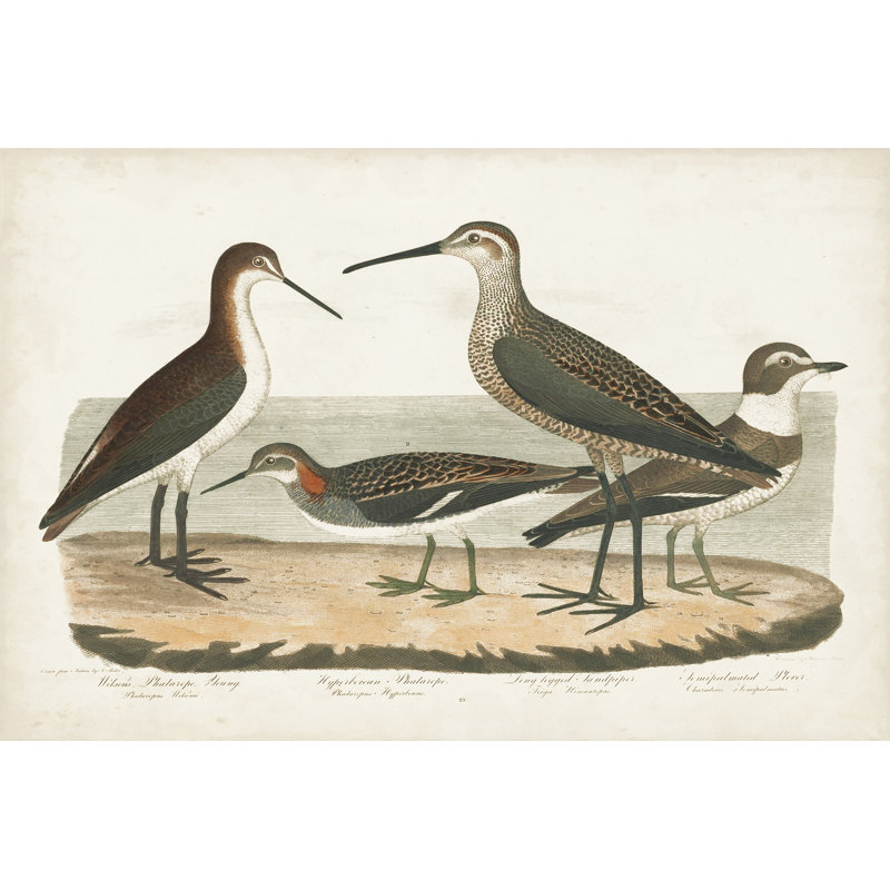 Waterbird Trio II - Painting, 30 cm H x 46 cm W, Wrapped Canvas