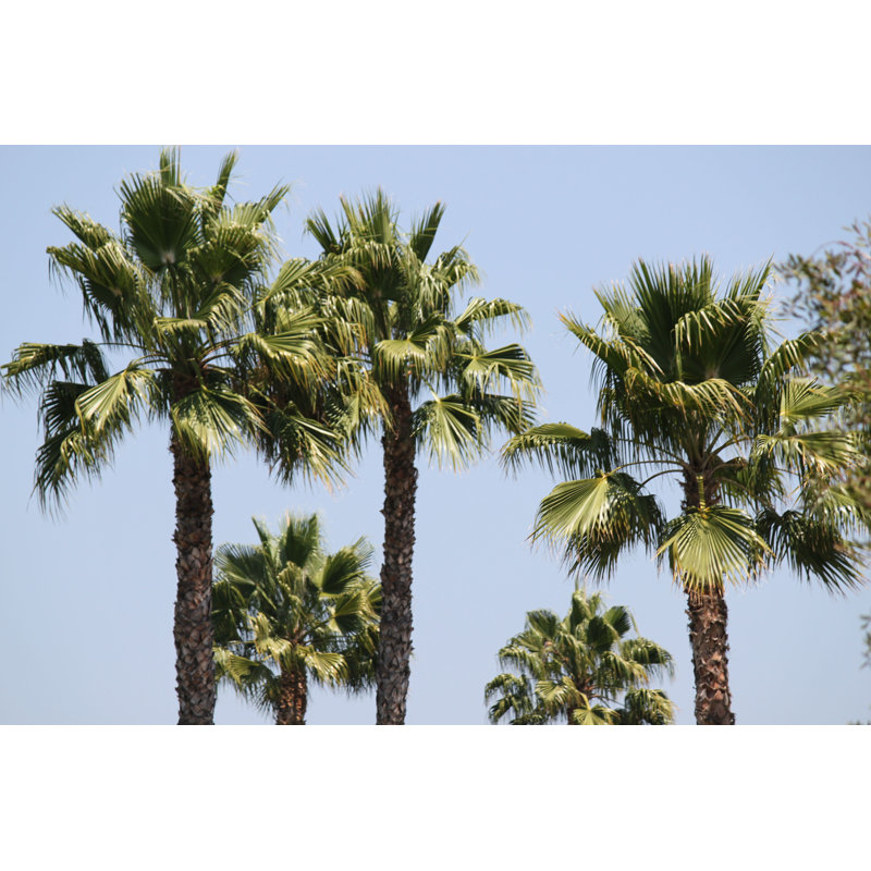 Campbellton Sabal Palm Trees par - Photographie de toile tendue, L 12 po x H 8 po