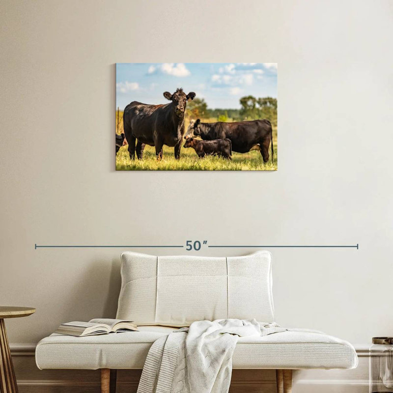 Brampt broutant des vaches Angus, H 20 po x l 30 po