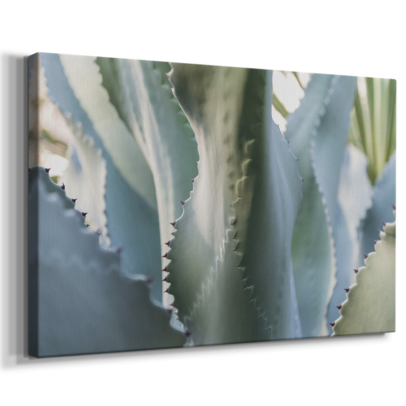 Agave bleue II - Cavas enveloppés de galerie, 32 x 48